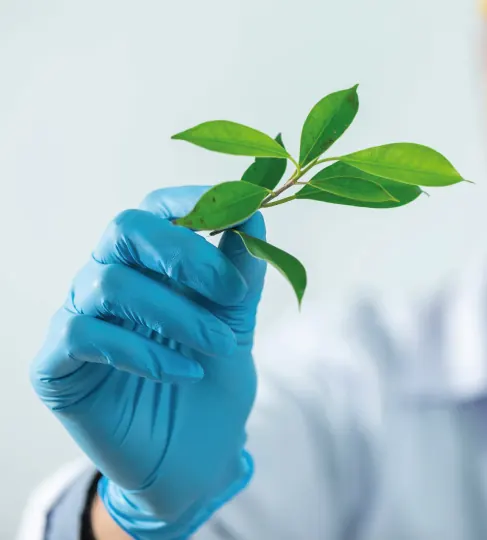Mano con guante de laboratorio sosteniendo una planta